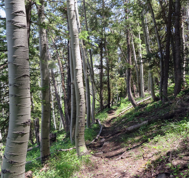 There is nothing more calming than a journey in an aspen forest.