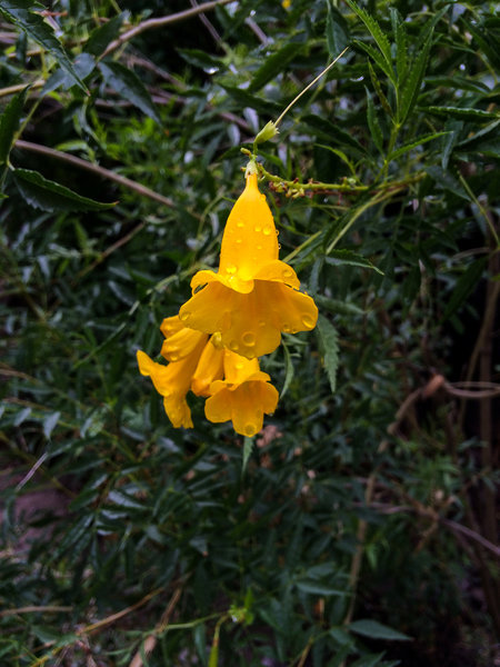 Flowers along the trail.