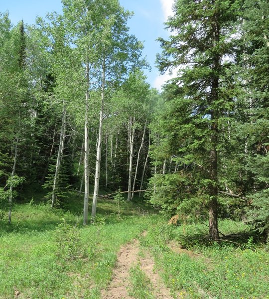 Aspens line much of the trail. Fresh green in the spring and beautiful yellows in the fall.