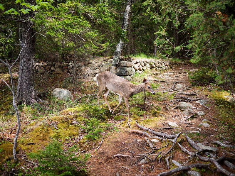 Local wildlife along the Jordan Pond Path.