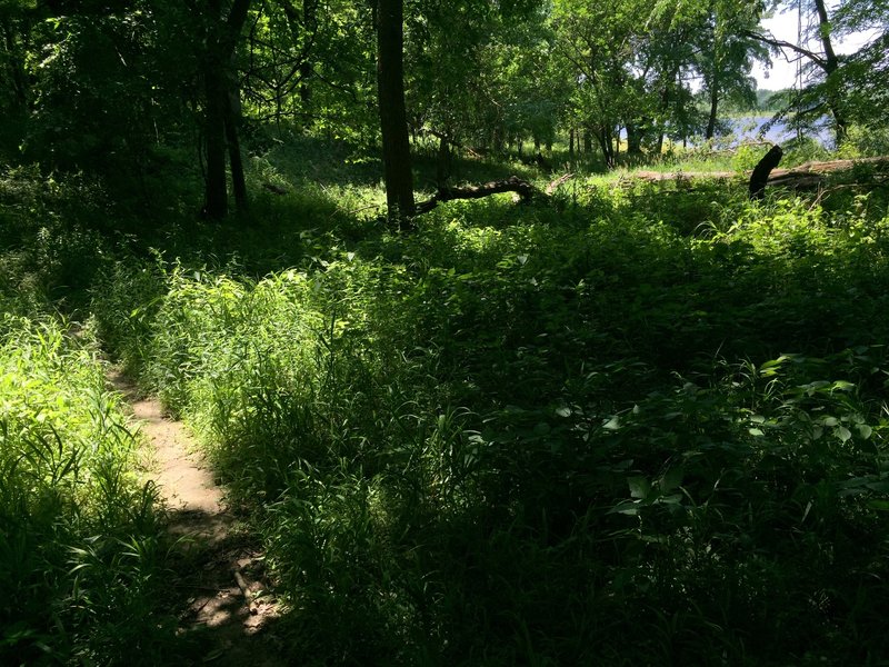 Snowmobile trail with the Coralville Reservoir in the upper right.