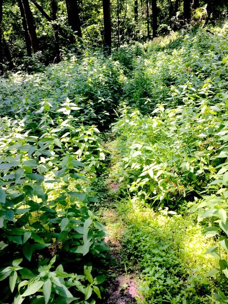 Overgrowth on the Snowmobile Trail.