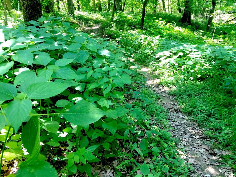 Nettles (seven minute itch) on the North Snowmobile Trail.