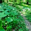 Nettles (seven minute itch) on the North Snowmobile Trail.