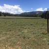 Dog Flat on Boulder Mountain, Utah.  Take the Great Western Trail out of Teasdale up to the top of Boulder Mountain.