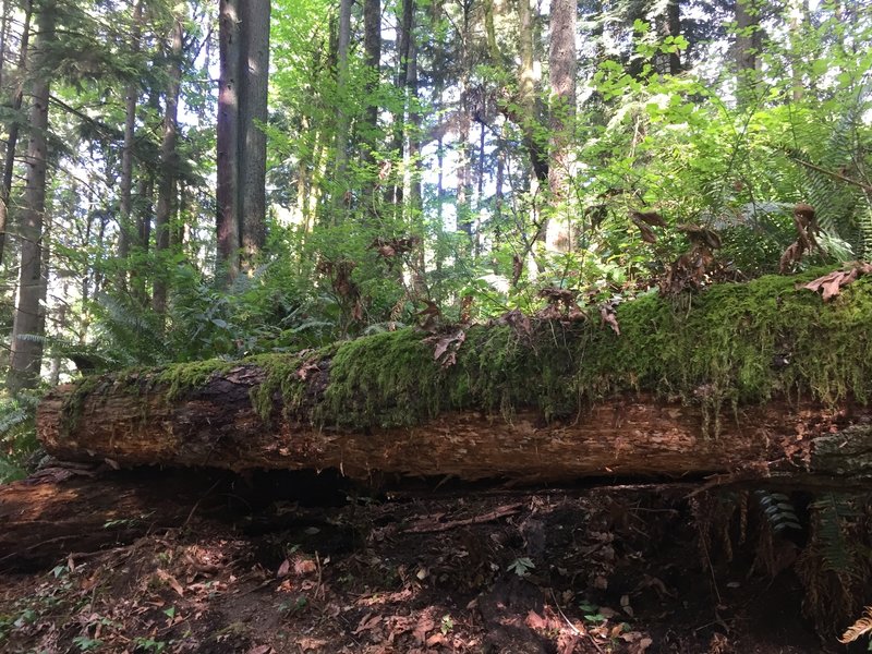 In death comes new life, as displayed by this nurse log.