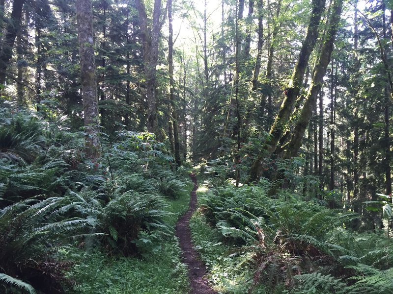 Skinny trail on Chybinski Loop.