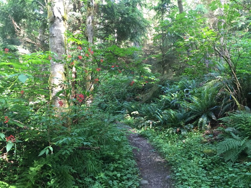 Jungle-like forest at the intersection of Chybinski and West Access.