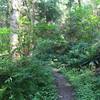 Jungle-like forest at the intersection of Chybinski and West Access.