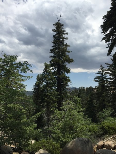 A majestic sugar pine stands along the Exploration Trail in the National Children's Forest, on the way to Keller Peak.