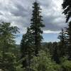 A majestic sugar pine stands along the Exploration Trail in the National Children's Forest, on the way to Keller Peak.