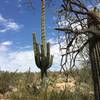 Many saguaros along the trail.