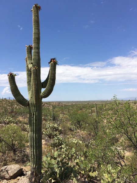 Flowering saguaro and views across the Tucson valley.