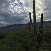 Early morning clouds over the Rincon Mountains.