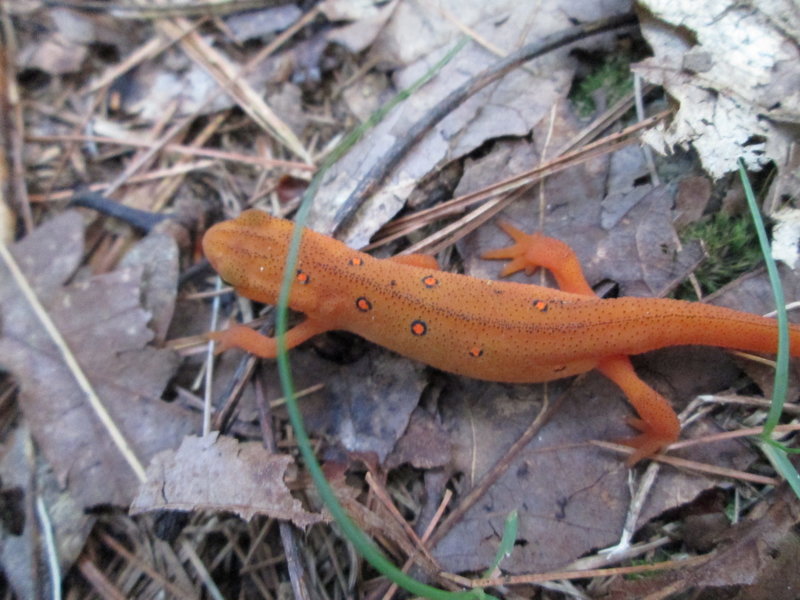 Red eft.