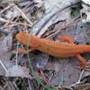 Red eft.