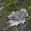 Pickerel frog, Delaware Water Gap National Recreation Area.