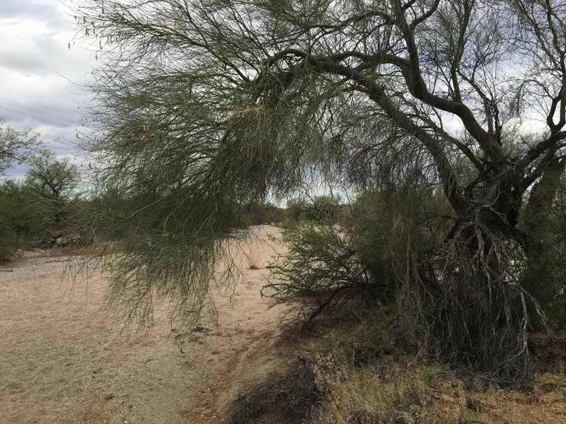 Vegetation along the wash includes paloverde and mesquite trees.