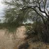 Vegetation along the wash includes paloverde and mesquite trees.