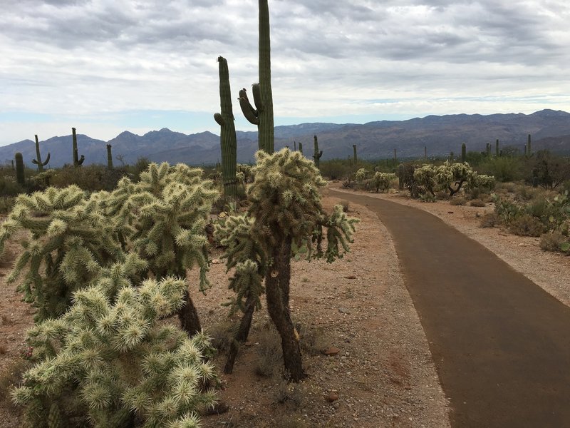 Mica View Trail looking north at Catalina Mountains. While the trail is wide and smooth, look out for the jumping cactus.