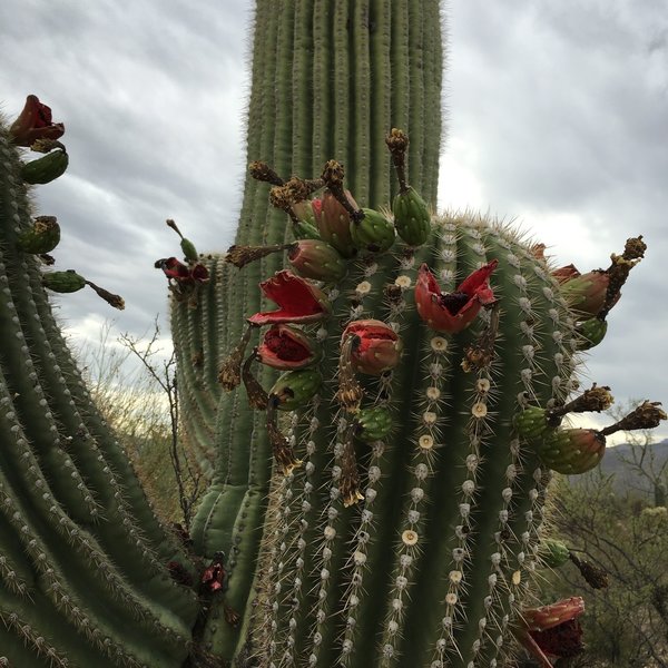 Flowering Saguaro along the Shantz trail.