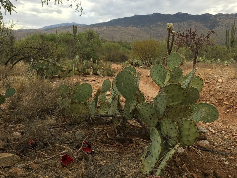 Red Saguaro fruits lies on the ground near a Prickly Pear cactus. Each Saguaro fruit holds over 2,000 seeds.