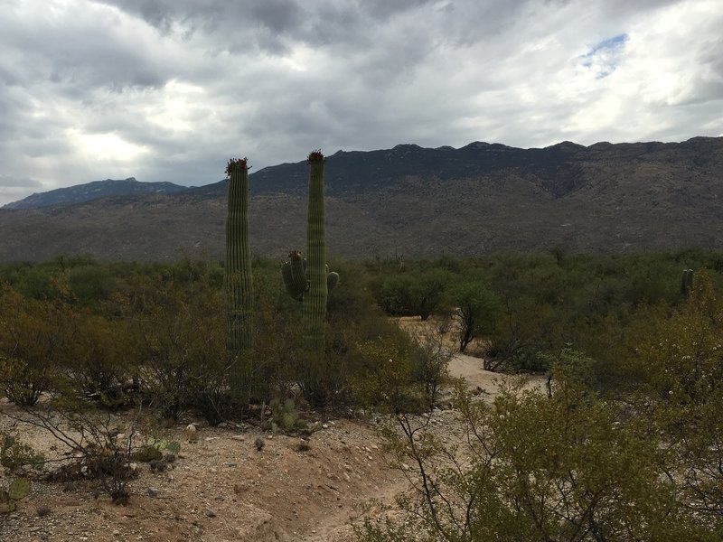 Pink Hill trail looking east at Tanque Verde Peak (just to the right of the Saguaros).