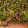 A twisted pine on the Wonderland Trail. with permission from Andrew Stehlik