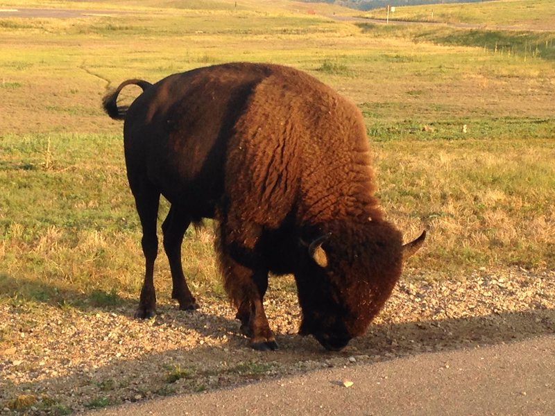 A bison nibbles at roadside greenery near the prairie dog town.