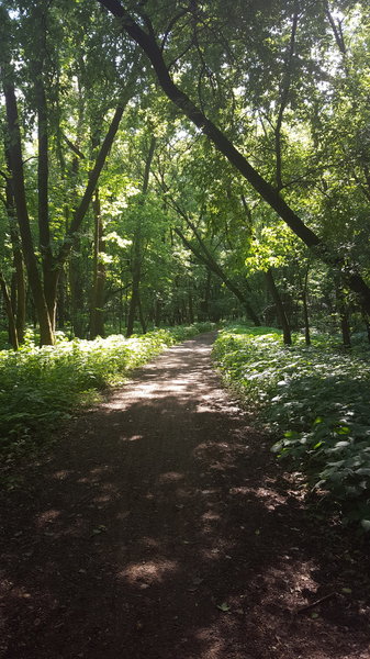 Picture of the shaded area of the trail, where it gets away from the river for a bit.
