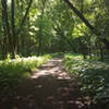 Picture of the shaded area of the trail, where it gets away from the river for a bit.