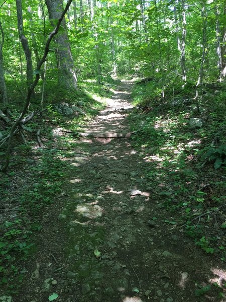 A shaded stretch below the canopy.