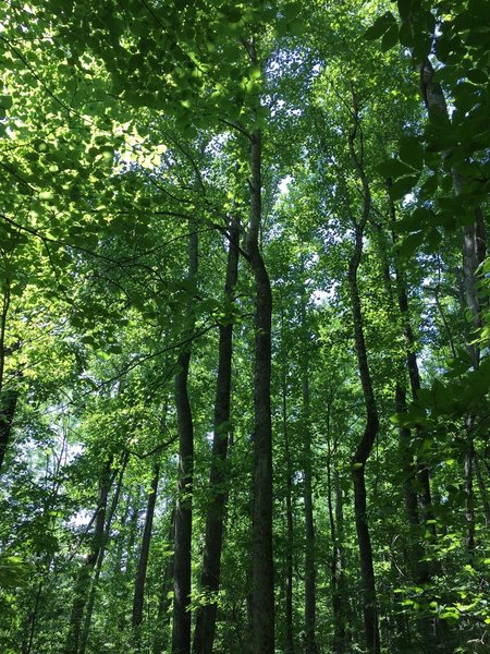 Dense foliage.