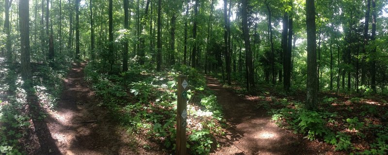 Intersection of Certain and West Bluff Trails