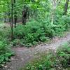 Intersection of Triangle Trail and Osprey Trail.