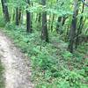 Triangle Trail traversing the rim of a ravine that drains to the Coralville Reservoir, visible through the trees at the top.