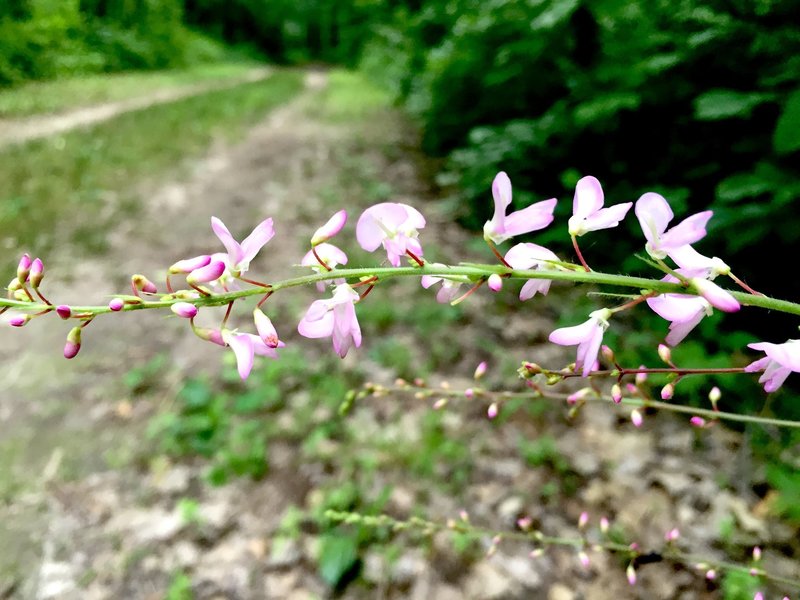 Nakedflower ticktrefoil along the Bird Bling Loop Trail.