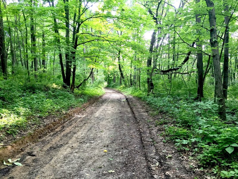 Service road section of the Bird Blind Loop.