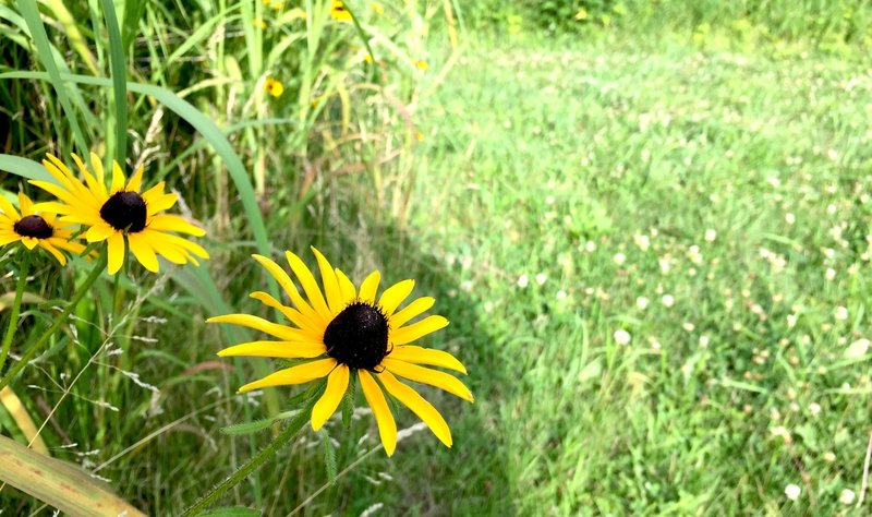 Black-eyed Susan's on the Bird Blind Loop.