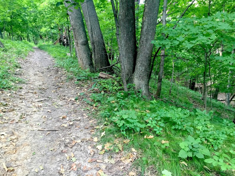 Bird Blind Trail.