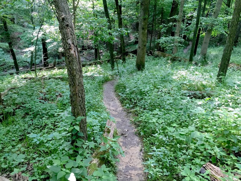 East slope of Hawk Ravine.