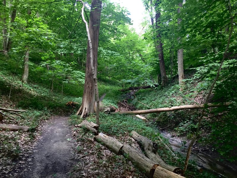 The base of Hawk Ravine.