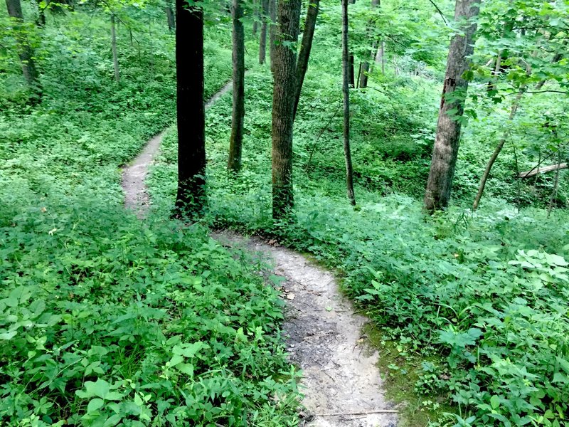 The back out of the west slope of Hawk Ravine Trail.