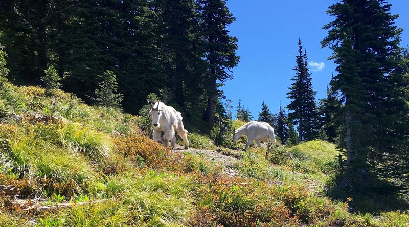 Goats preventing me from continuing up the trail. They followed me down for about a quarter mile.