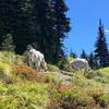 Goats preventing me from continuing up the trail. They followed me down for about a quarter mile.