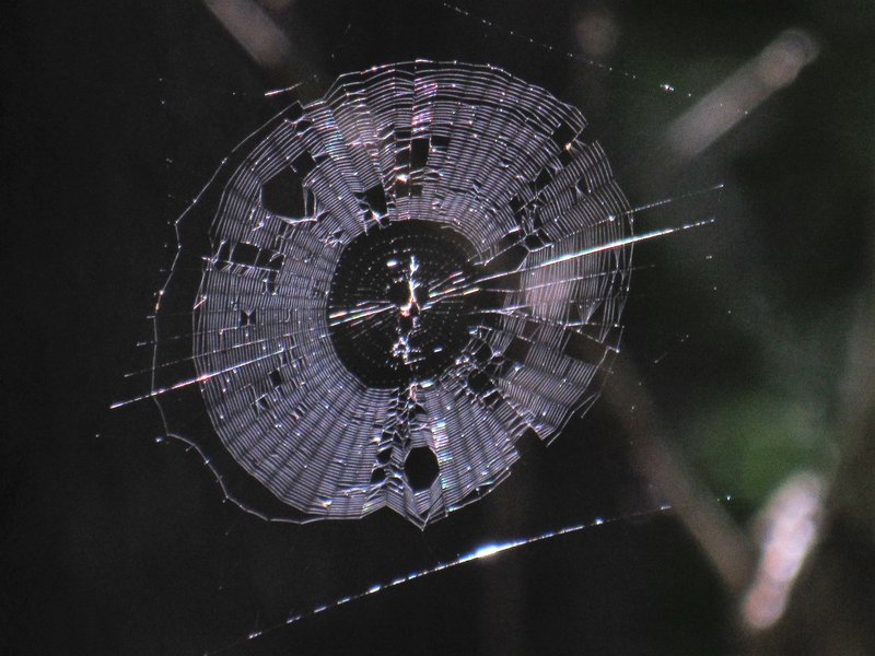 Spiders love to make their homes across trails like this one!