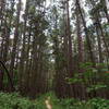 Trail through the pine forest.