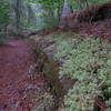 Trail along small creek.