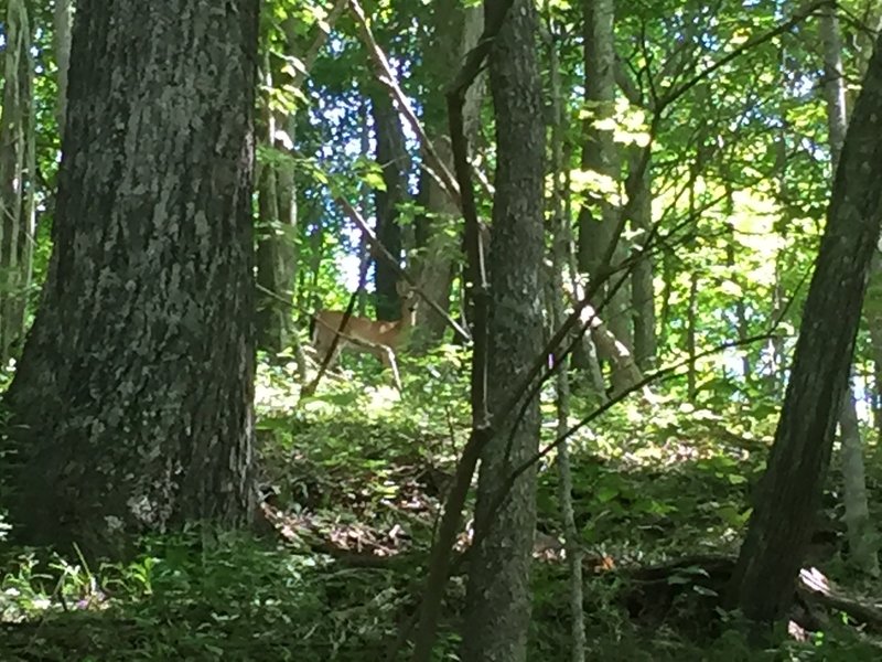 Deer and other wildlife abound on this trail.