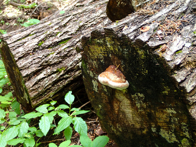 Shelf fungus.